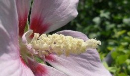 花蕊 在线观看,在线观看，探寻古典美学的韵味之旅